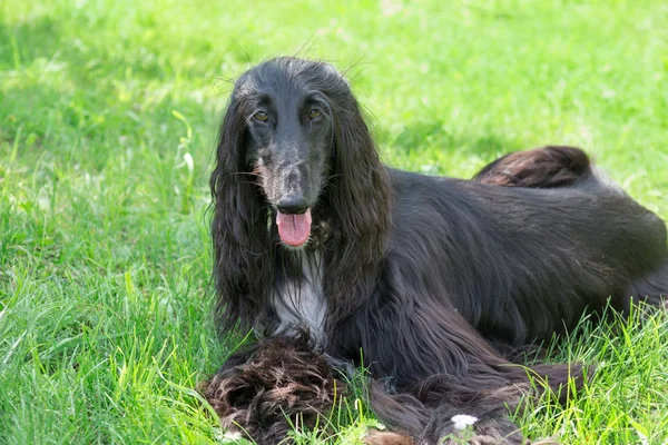 Mignon chien afghan regarde la caméra. Chien-gris de l'Est ou lévrier persan. Animaux de compagnie . — Photo