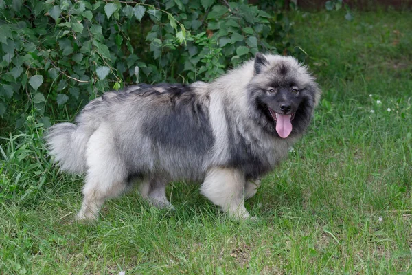 Deutscher Wolfspitz está num prado verde. Keeshond ou spitz alemão. Animais de companhia. — Fotografia de Stock