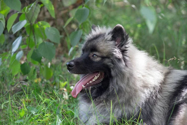 Deutscher wolfspitz ligger på ett grönt gräs. Keeshond eller tyska Spitz. Sällskapsdjur. — Stockfoto