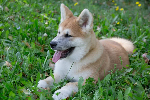 Cute akita inu puppy berbaring di padang rumput hijau di taman. Empat bulan tua . — Stok Foto