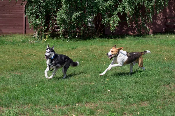 Siberian husky och ryska Hound spelar på en grön äng i parken. Sällskapsdjur. — Stockfoto