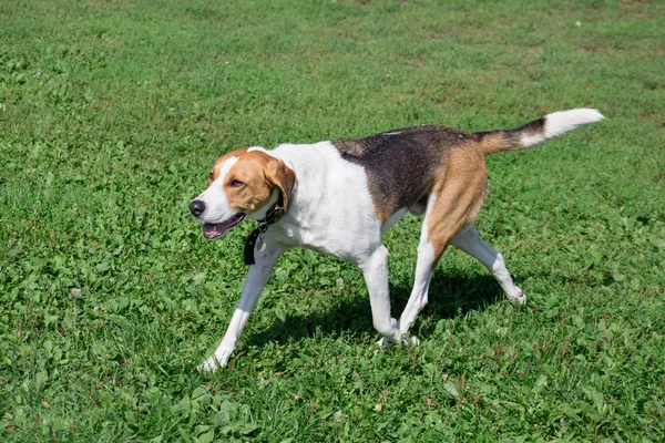 Rysk hund körs på en grön äng i parken. Sällskapsdjur. — Stockfoto