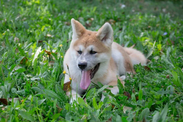 Cute akita inu puppy is lying on a green grass in the park. Four month old. — Stock Photo, Image