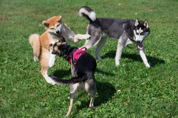 Na zelené louce v parku hrajou sibiřské Husky Akita inu a černý Voříška. Zvířata v zájmovém chovu. — Stock fotografie