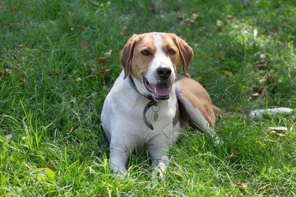 Der russische Hund liegt auf einer grünen Wiese im Park. Haustiere. — Stockfoto