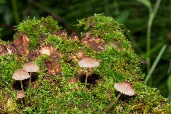 食用の真菌は、古い切り株に成長しています。寄生植物. — ストック写真