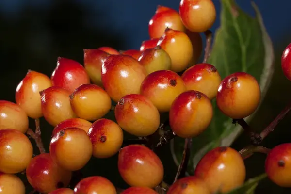 Raceme ripe berries of guelder rose. Close up. Viburnum opulus. — Stock Photo, Image
