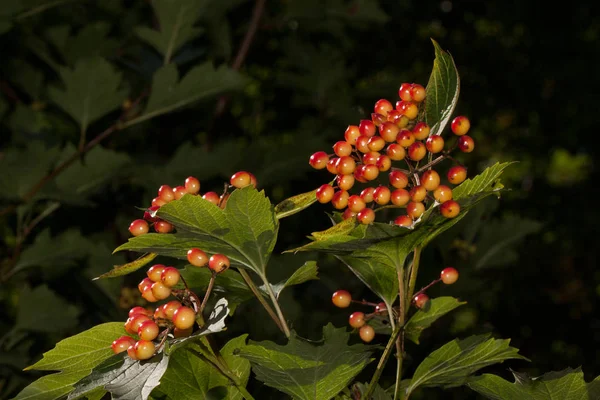 Blooming bush of guelder rose with ripe berries. Viburnum opulus. — Stock Photo, Image