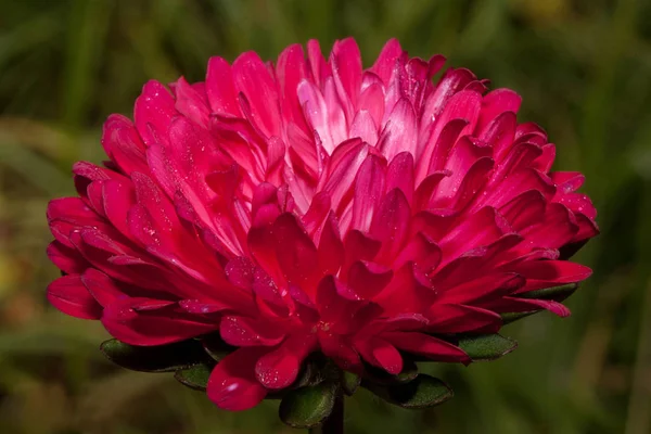 Schöne lila Kallistephus wächst im Frühlingsgarten. Kallistephus chinensis oder Porzellanaster. — Stockfoto