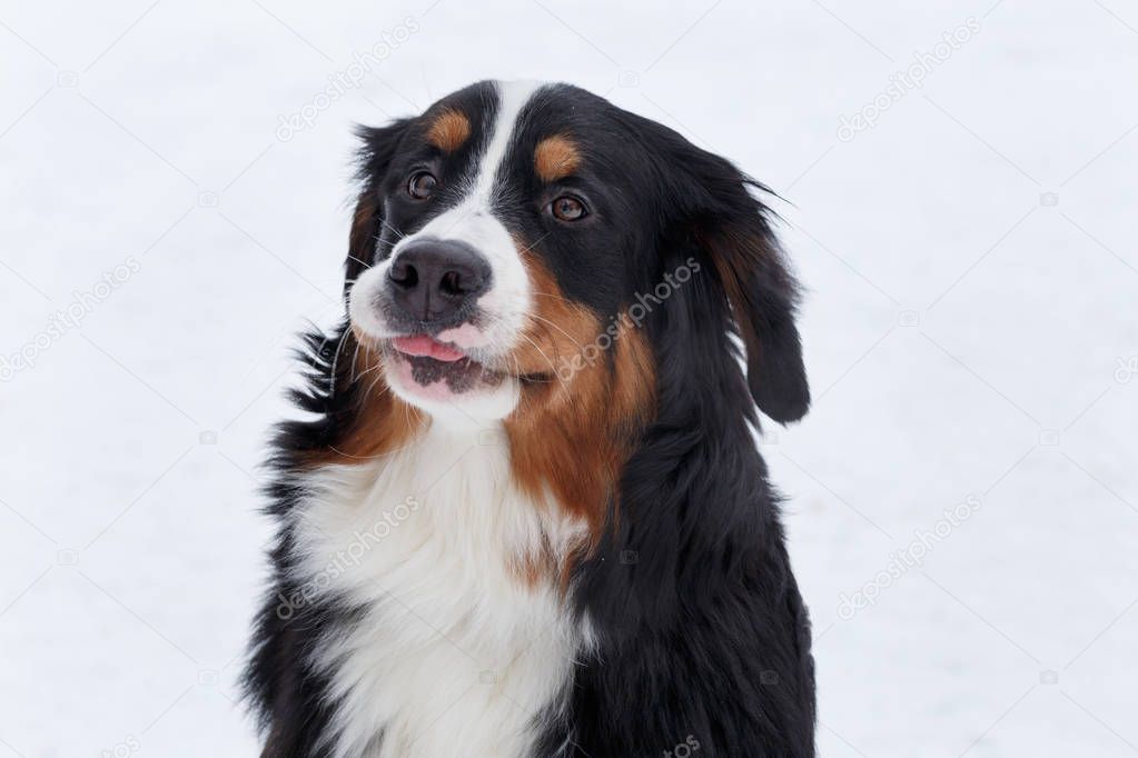 Cute puppy berner sennenhund is sitting on a white snow. Bernese mountain dog or bernese cattle dog.