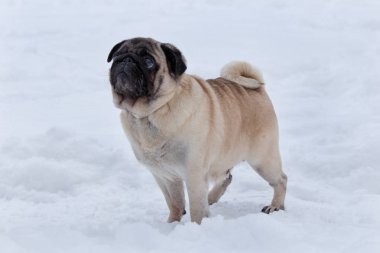 Sevimli Çin pug köpek yavrusu beyaz kar üzerinde duruyor. Hollandalı mastiff veya paspaslar. Evcil hayvanlar.