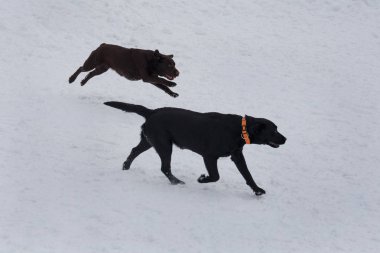Siyah ve çikolatalabradorlar beyaz karda oynuyorlar. Evcil hayvanlar.
