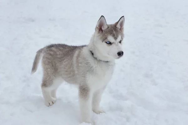 可爱的西伯利亚哈斯基小狗在白雪的背景。宠物动物. — 图库照片