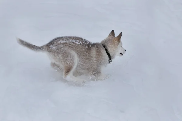 Χαριτωμένο Σιβηρικά Χάσκυ κουτάβι τρέχει σε λευκό χιόνι. Ζώα συντροφιάς. — Φωτογραφία Αρχείου