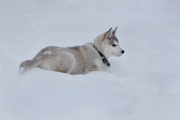 Lindo cachorro husky siberiano está acostado en la nieve blanca. Animales de compañía . —  Fotos de Stock