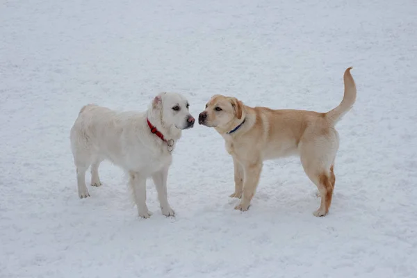 Golden retriever y Canadian Golden retriever están de pie sobre la nieve blanca. Animales de compañía . —  Fotos de Stock