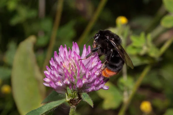 Bumblebee is gathering nectar from a blooming clover. Trifolium pratense.