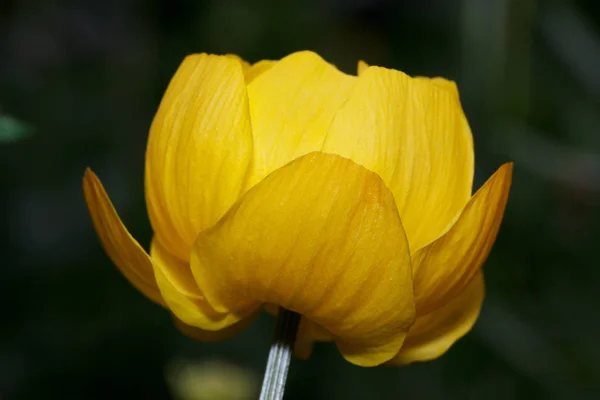 美しい地球の花は緑の草原で育っています。クローズアップ。トロリウス・エウロパス. — ストック写真