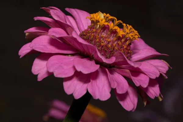 Schöne Zinnia mit magentafarbenen Blütenblättern wächst auf einer Frühlingswiese. Zinnia elegans. Nahaufnahme. — Stockfoto