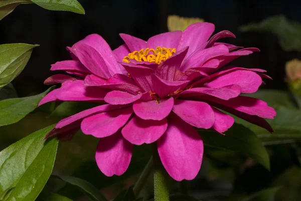 Die schöne Zinnia wächst auf einer Frühlingswiese. Zinnia elegans. — Stockfoto