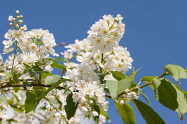 Güzel çiçek açan kuş kiraz ve mavi gökyüzü dal. Prunus padus.