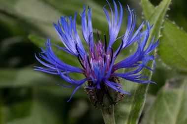 Güzel devedikeni çiçek bir bahar çayır üzerinde büyüyor. Yakın çekim.
