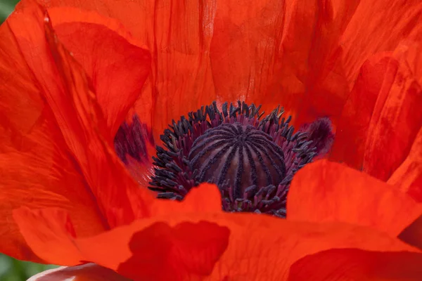 Pétales d'un beau coquelicot rouge poussant dans un jardin de printemps. Gros plan . — Photo