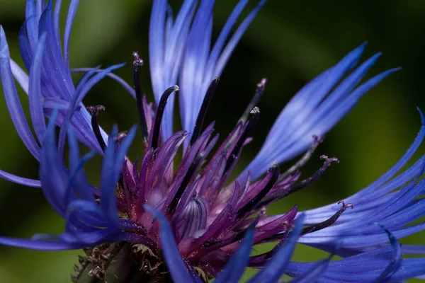 Belle fleur de chardon pousse sur une prairie verte. Gros plan . — Photo