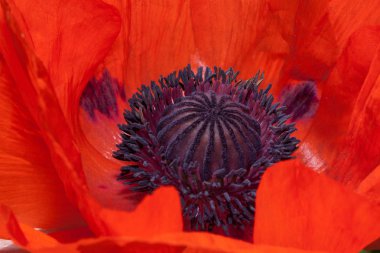 Güzel bir kırmızı haşhaş iç mekan bir bahar bahçesinde büyüyor. Yakın çekim.