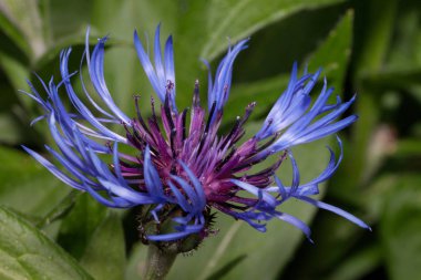 Güzel devedikeni çiçek bir bahar çayır üzerinde büyüyor. Yakın çekim.