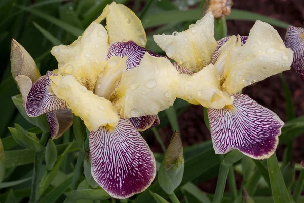 Orchidee cattleya purpurata wächst in einem Frühlingsgarten mit Regentropfen. — Stockfoto