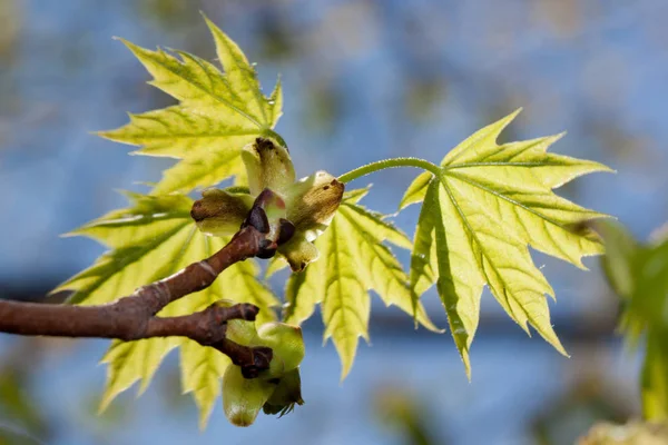青空に向かうポプラの木の新緑の葉。ポプルス・カナデンシス. — ストック写真