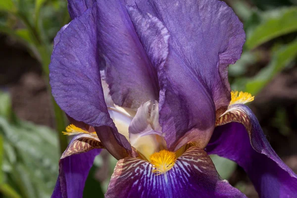 Орхидея пурпурата растет в весеннем саду . — стоковое фото