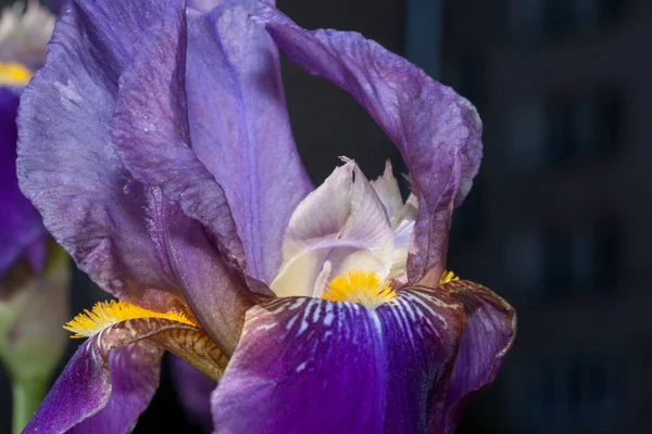 Орхидея каттлея пурпурата растет в весеннем саду вблизи . — стоковое фото