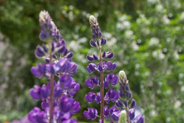 Des lupins violets poussent dans le jardin printanier. Lupinus perennis. Gros plan . — Photo