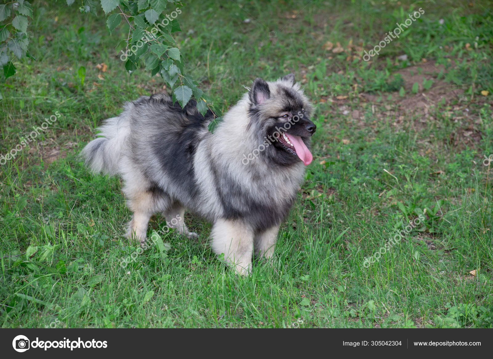 Deutscher wolfspitz 가 푸른 초원에 서 있습니다. 키시 돈이든 저먼이든. 애완 동물. — 스톡 사진 ©  SergeyTikhomirov #305042304, image size:1600x1167