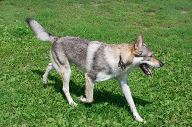 Çekoslovak kurt köpeği yeşil bir çayırda yürüyor. Evcil hayvanlar.