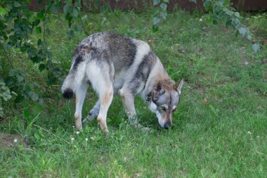 Çekoslovak kurt köpeği yeşil bir çimenin izlerini kokluyor. Evcil hayvanlar.