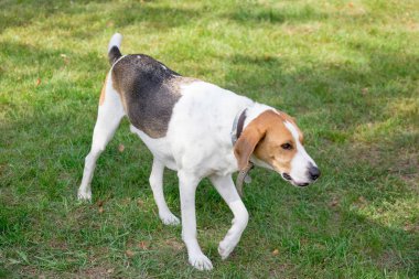 Rus tazısı parkta yeşil bir çayırda yürüyor. Evcil hayvanlar.