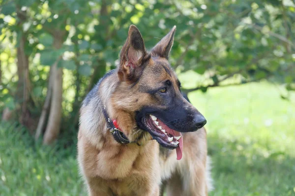 Der niedliche Schäferhund mit schwarzer Maske steht auf einer grünen Wiese. Haustiere. — Stockfoto