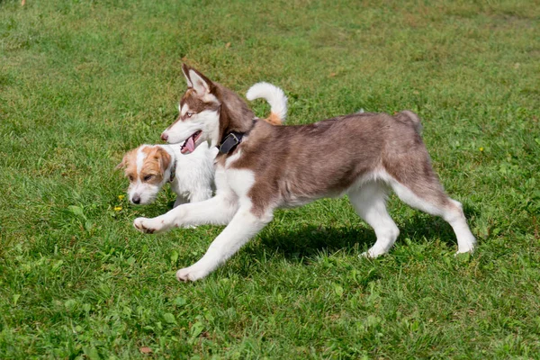 Chiots husky sibériens et Jack Russell terrier jouent sur une prairie verte. Animaux de compagnie . — Photo