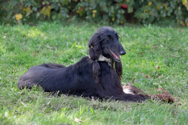 Cão afegão bonito está deitado em um prado verde. Greyhound oriental ou Greyhound persa. Animais de companhia . — Fotografia de Stock