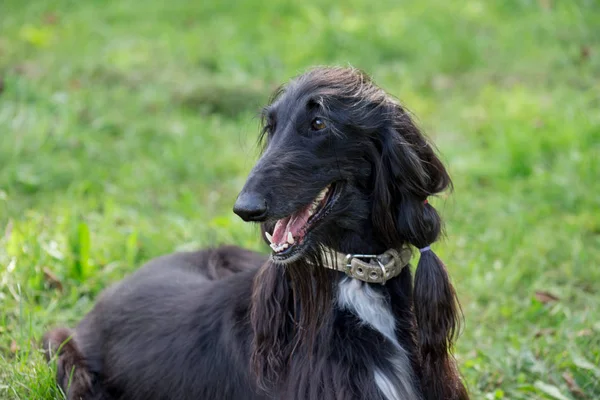 Retrato de cão afegão bonito está deitado em um prado verde. Greyhound oriental ou Greyhound persa. Animais de companhia . — Fotografia de Stock