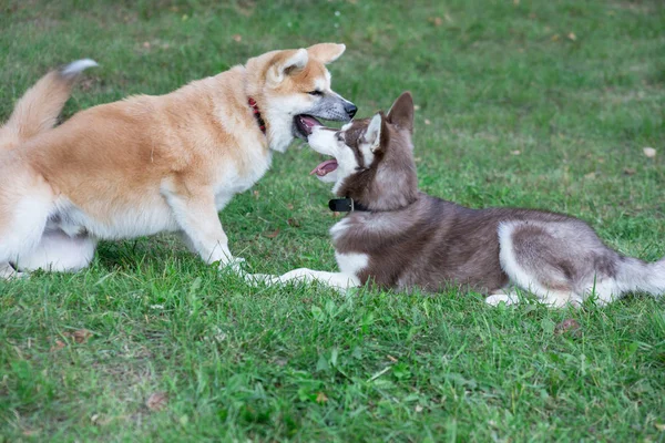 Puii husky siberieni și akita inu se joacă pe o pajiște verde. Animale de companie . — Fotografie, imagine de stoc