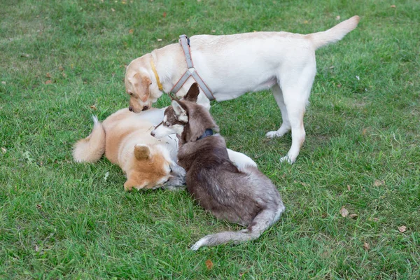 Los cachorros husky siberianos, akita inu y labrador retriever están jugando en un prado verde. Animales de compañía . —  Fotos de Stock