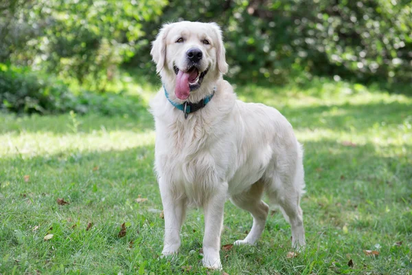 Cute golden retriever está olhando para a câmera. Animais de companhia . — Fotografia de Stock