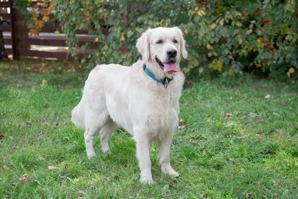 Cute golden retriever está de pé em um prado verde com língua de embalar. Animais de companhia . — Fotografia de Stock