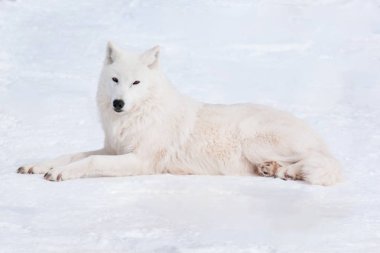 Vahşi kutup kurdu beyaz karda yatıyor. Yakından kapatın. Vahşi yaşamdaki hayvanlar. Canis lupus arctos.