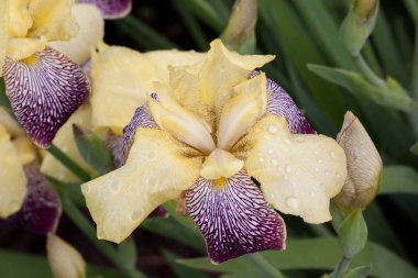 Orkide cattleya purpurata yağmur damlaları ile bir bahar bahçesinde büyüyor.