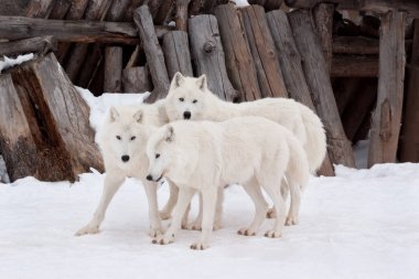 Üç Vahşi Alaska Tundra kurt beyaz kar oynuyor. Canis lupus arctos. Polar kurt veya beyaz kurt.